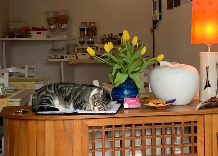 Casanova Отель типа 